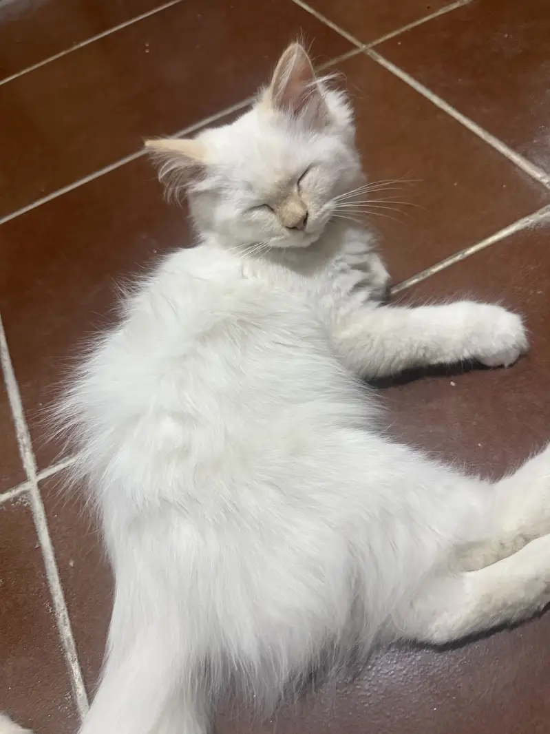 Male cats — photo 3