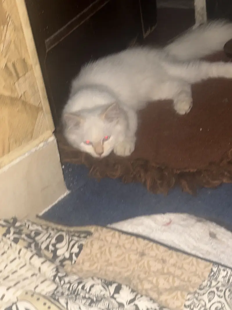 Male cats — photo 4
