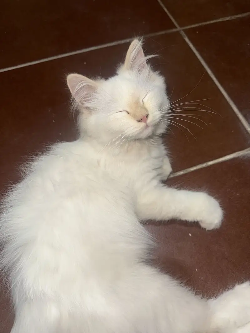 Male cats — photo 5