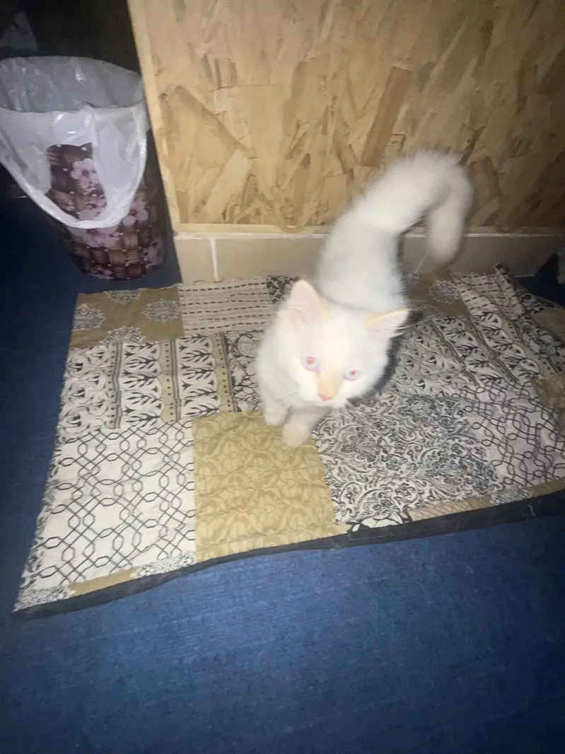 Male cats — photo 6