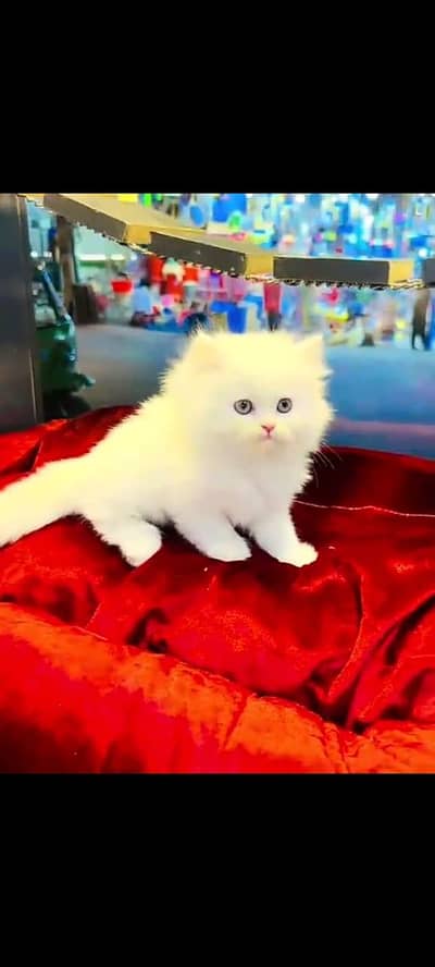 Persian cat for sale 2 month age available