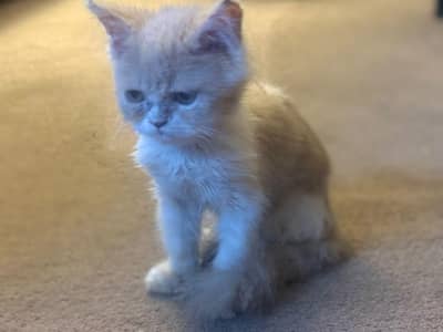 beautiful kitten available along with accessories