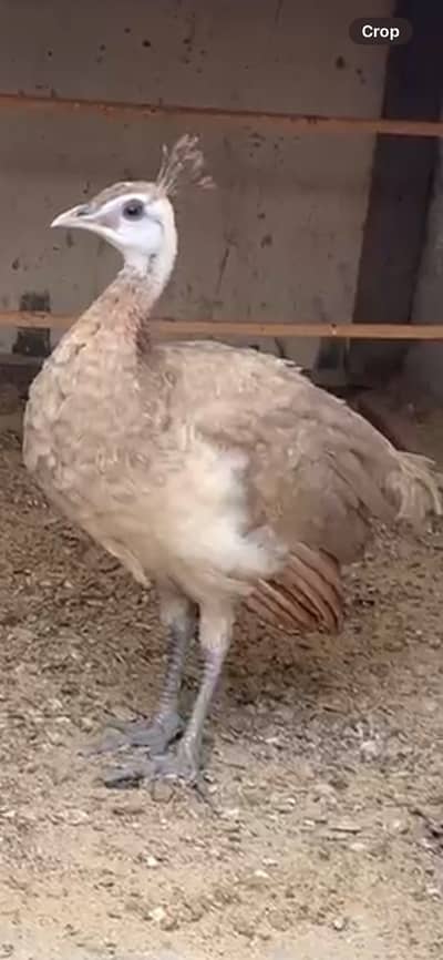 Camro peachick male