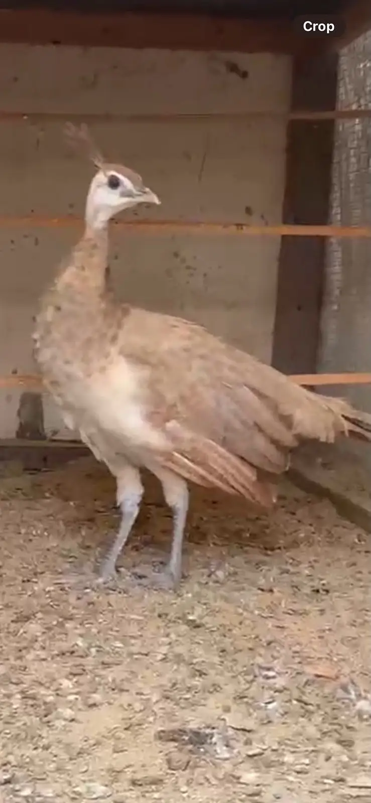 Camro peachick male — photo 2