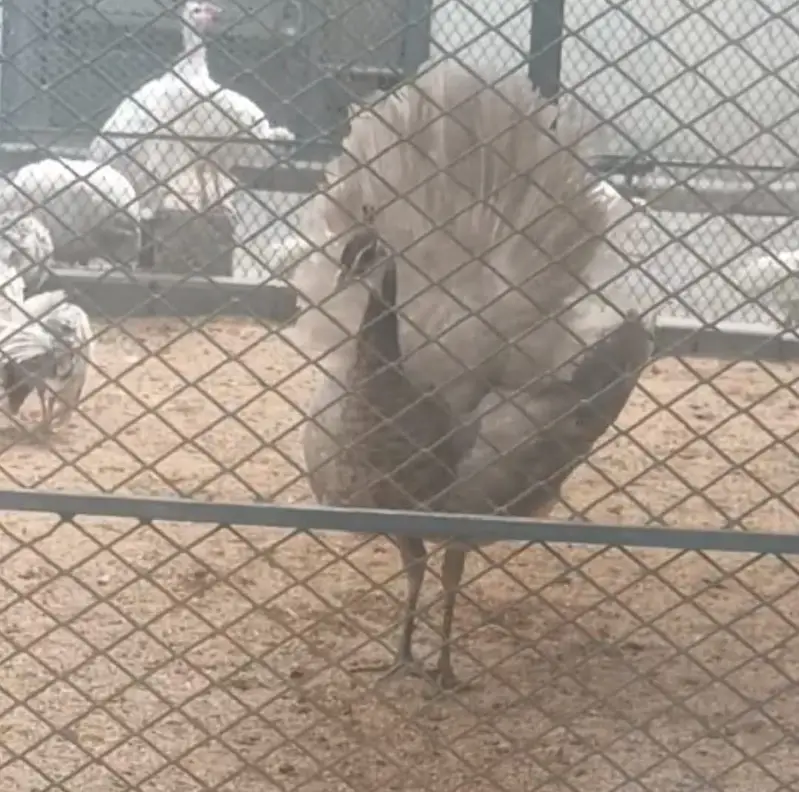Camro peachick male — photo 3