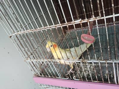 cocktail female urgent for sale