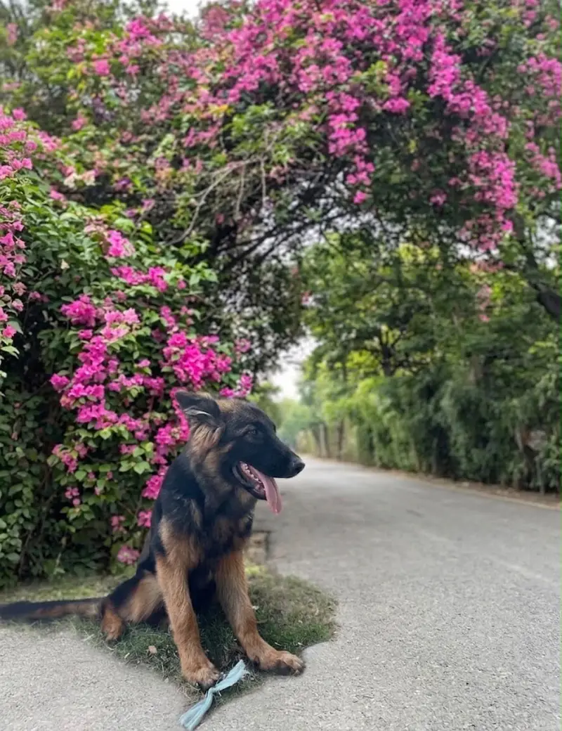 Pedigree German Shepherd Dog for sale |GSD| 100% Pure — photo 2