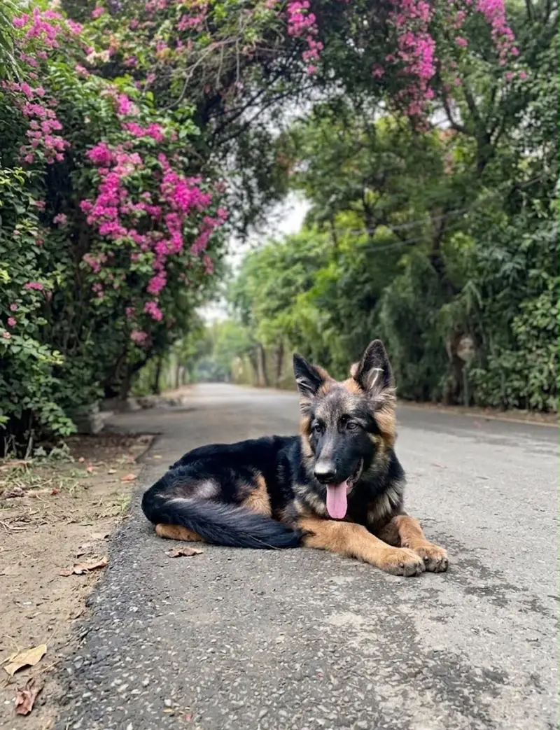 Pedigree German Shepherd Dog for sale |GSD| 100% Pure — photo 4