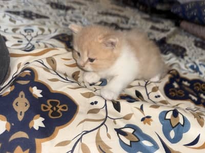 Cute kittens