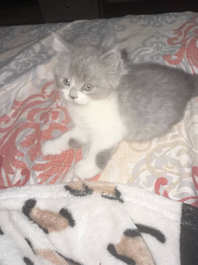 Cute kittens 3