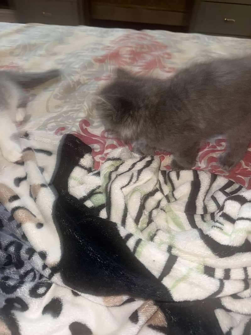 Cute kittens 5
