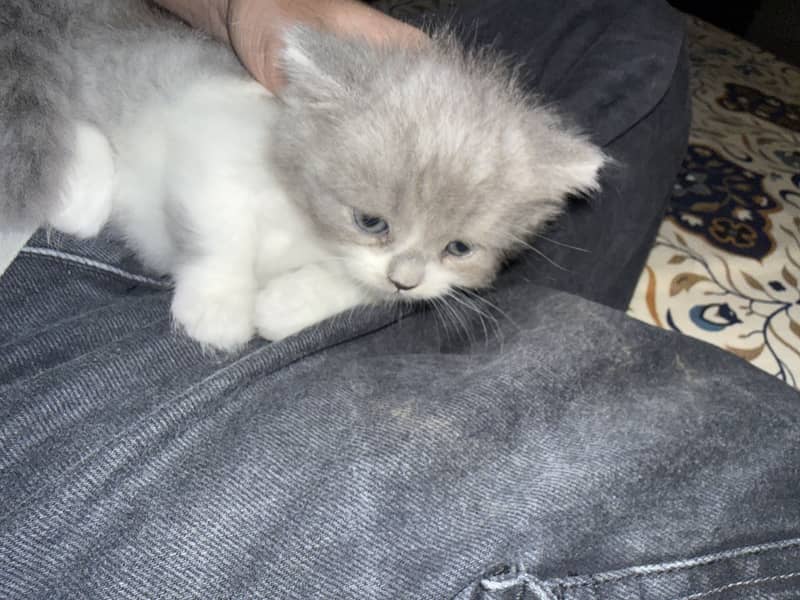 Cute kittens 7