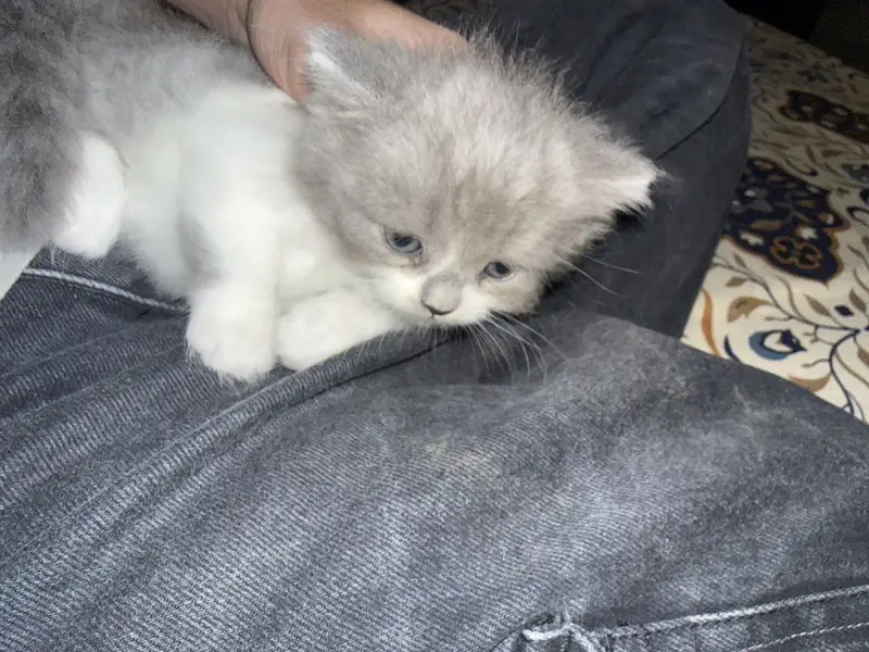 Cute kittens — photo 8