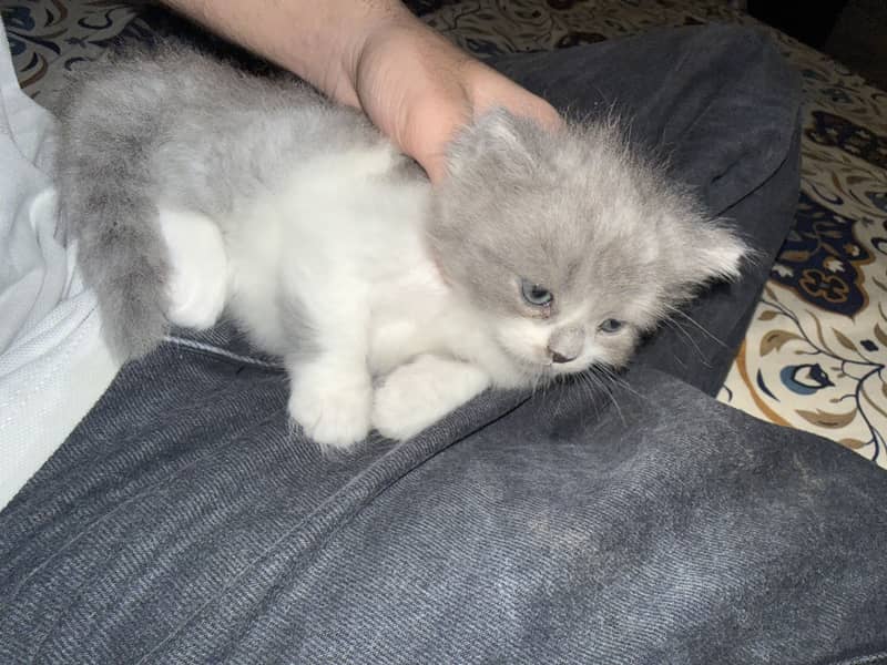 Cute kittens 8
