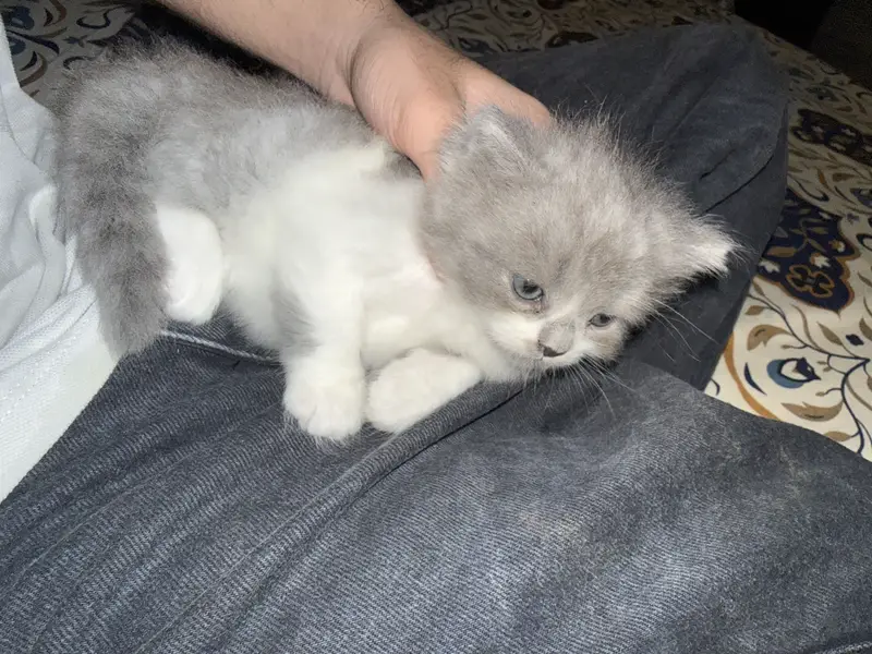 Cute kittens — photo 9