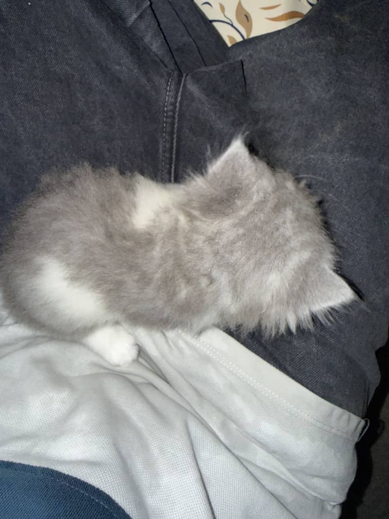 Cute kittens 9