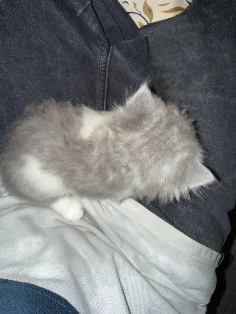 Cute kittens — photo 10