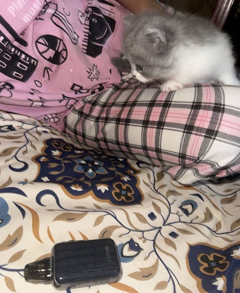 Cute kittens 10