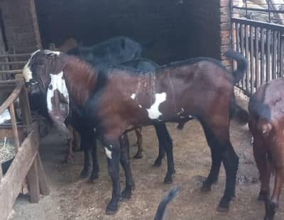 Breeder male goats for sale Haigh blood line healthy and active