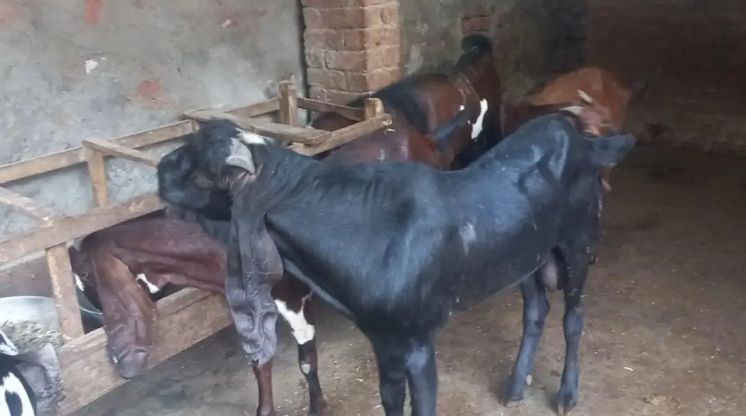 Breeder male goats for sale Haigh blood line healthy and active — photo 2