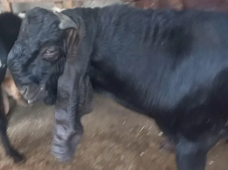 Breeder male goats for sale Haigh blood line healthy and active — photo 3
