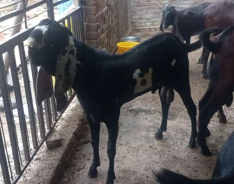 Breeder male goats for sale Haigh blood line healthy and active — photo 6