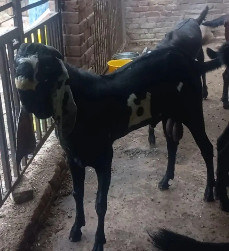 Breeder male goats for sale Haigh blood line healthy and active — photo 7