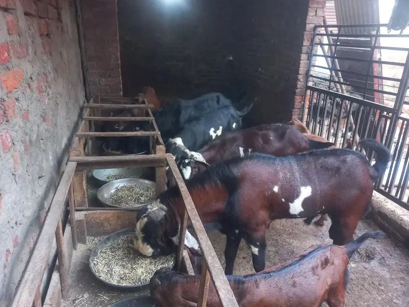 Breeder male goats for sale Haigh blood line healthy and active — photo 9