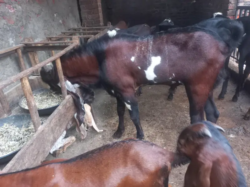 Breeder male goats for sale Haigh blood line healthy and active — photo 10