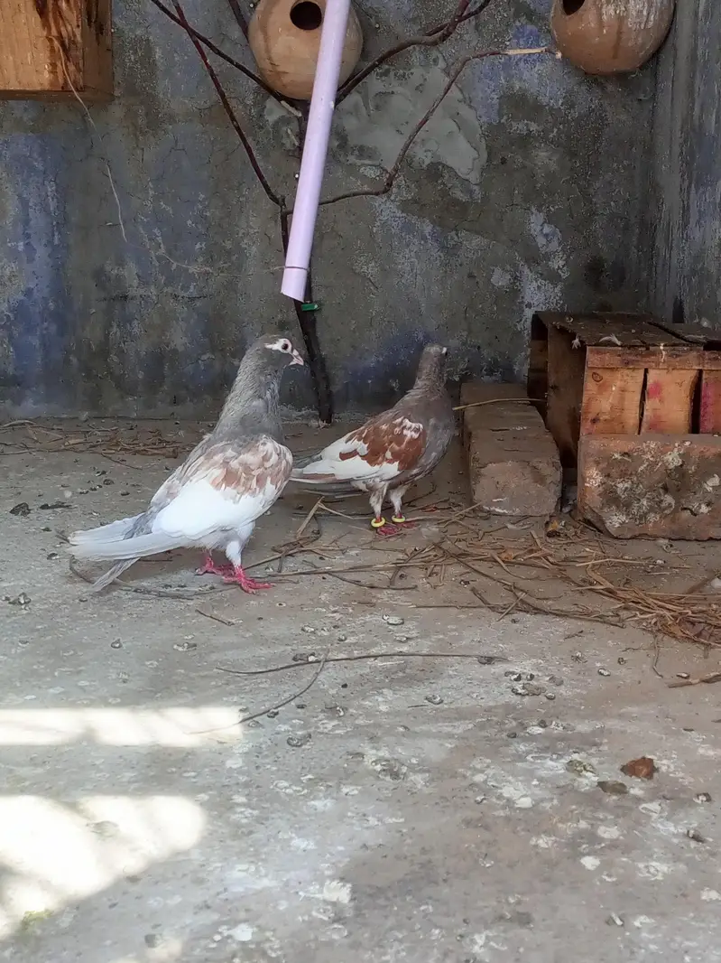 aseel murga and aseel madiya or luky kabutar — photo 7