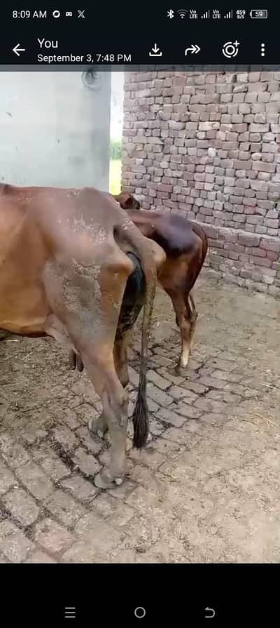 #cow#bachara#kata#bachary#cholitani#frizen#pacharamal#گوشت والا مال