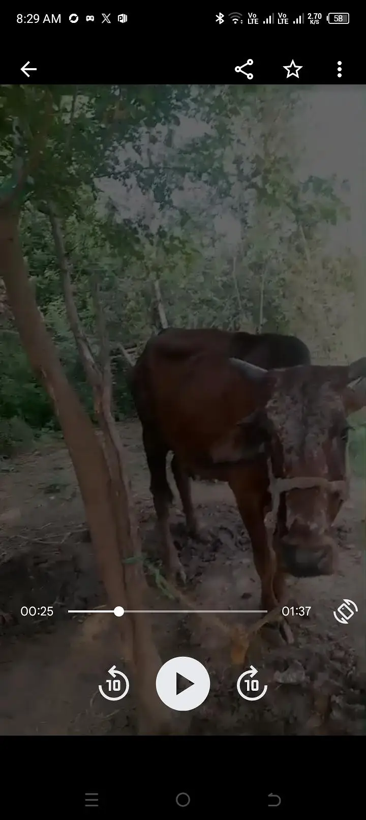 #cow#bachara#kata#bachary#cholitani#frizen#pacharamal#گوشت والا مال — photo 2