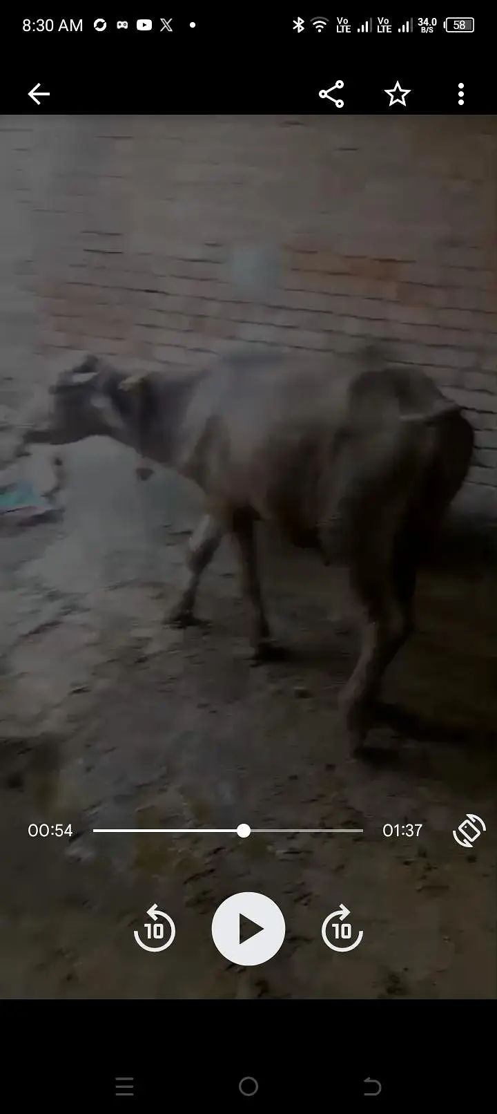 #cow#bachara#kata#bachary#cholitani#frizen#pacharamal#گوشت والا مال — photo 3