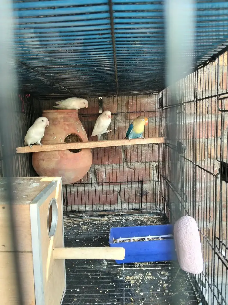love bird — photo 2