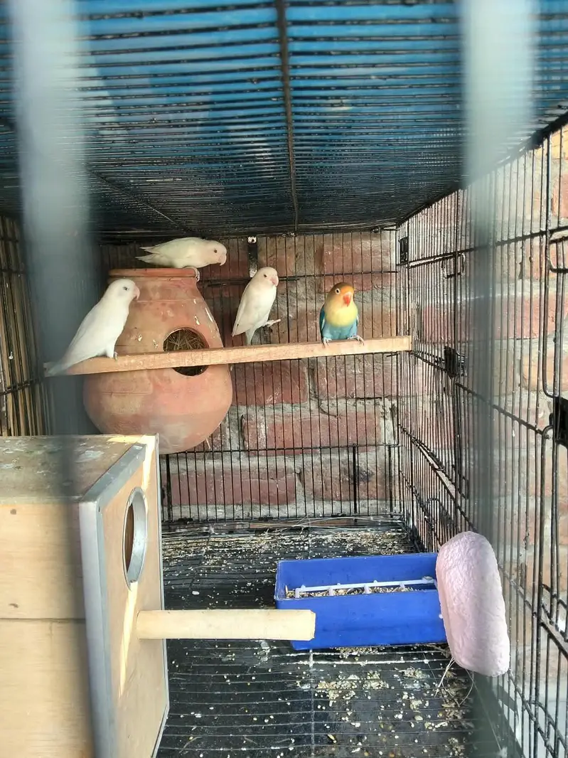 love bird — photo 3