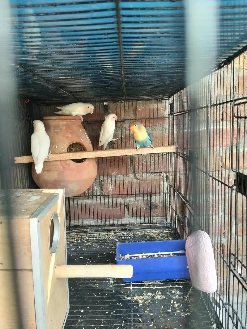 love bird — photo 4