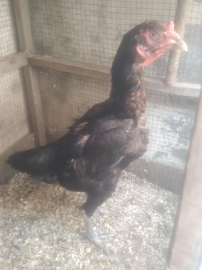 aseel thai pure vait hen 100% all ok hy eggs fertile ki warenty