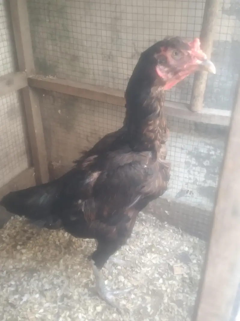 aseel thai pure vait hen 100% all ok hy eggs fertile ki warenty — photo 2