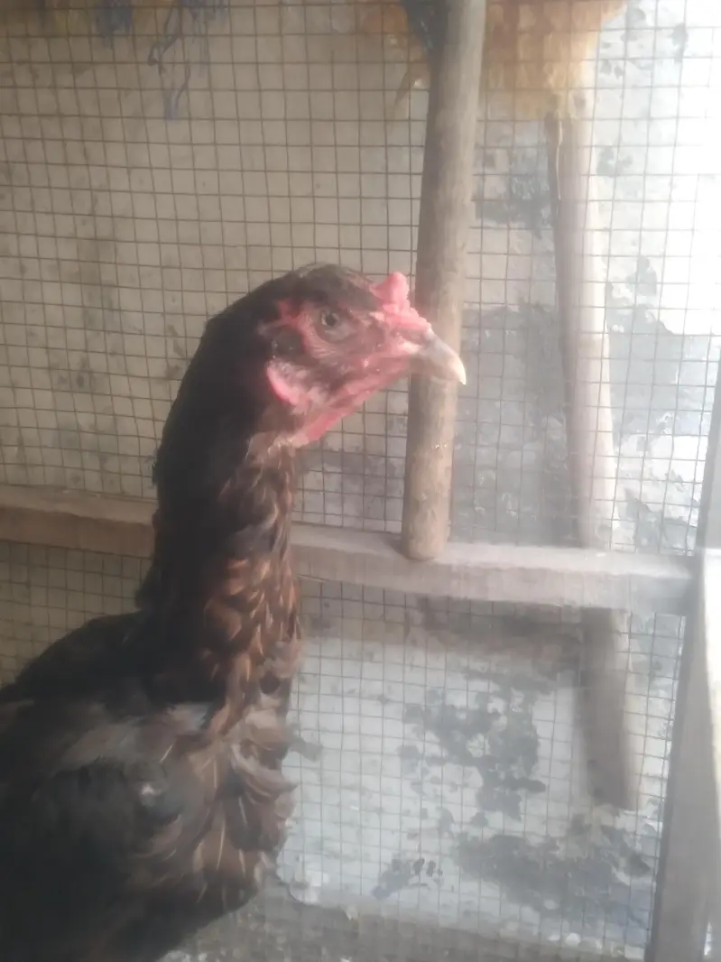 aseel thai pure vait hen 100% all ok hy eggs fertile ki warenty — photo 3