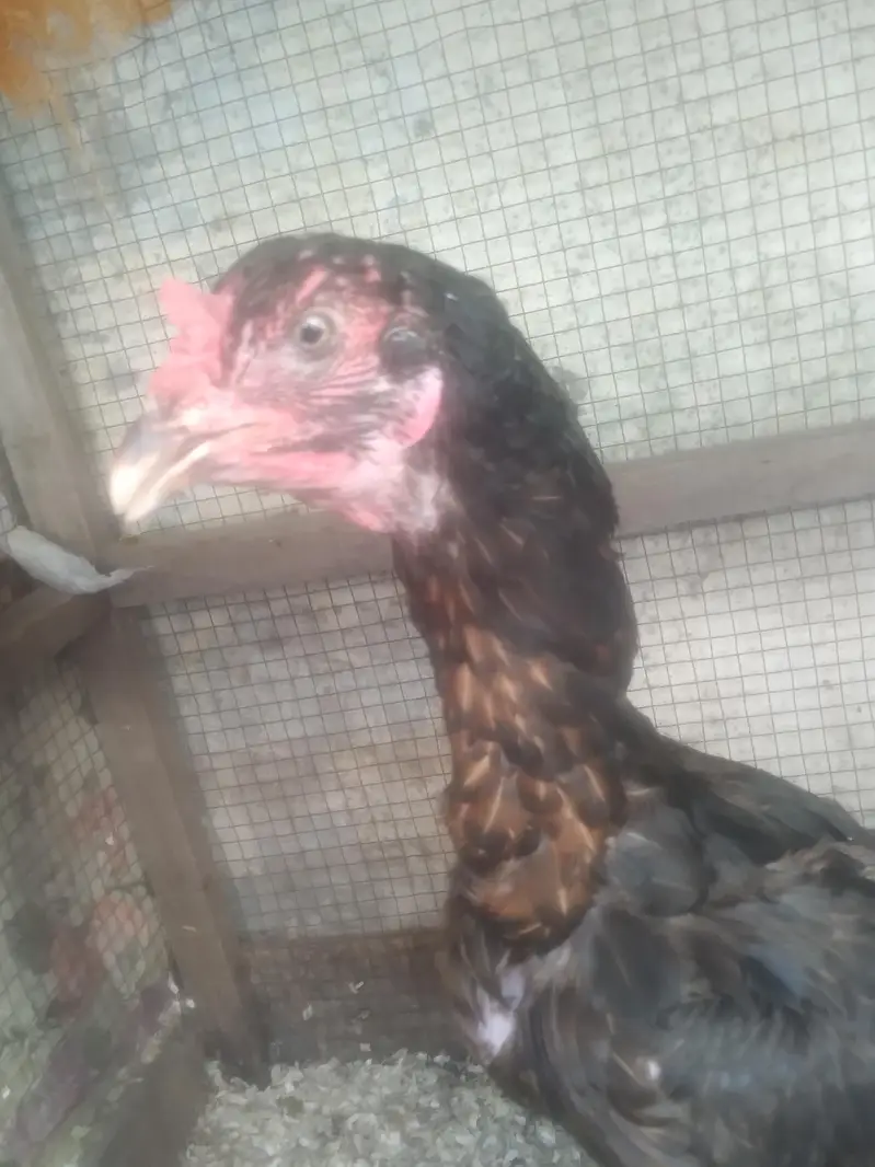 aseel thai pure vait hen 100% all ok hy eggs fertile ki warenty — photo 4
