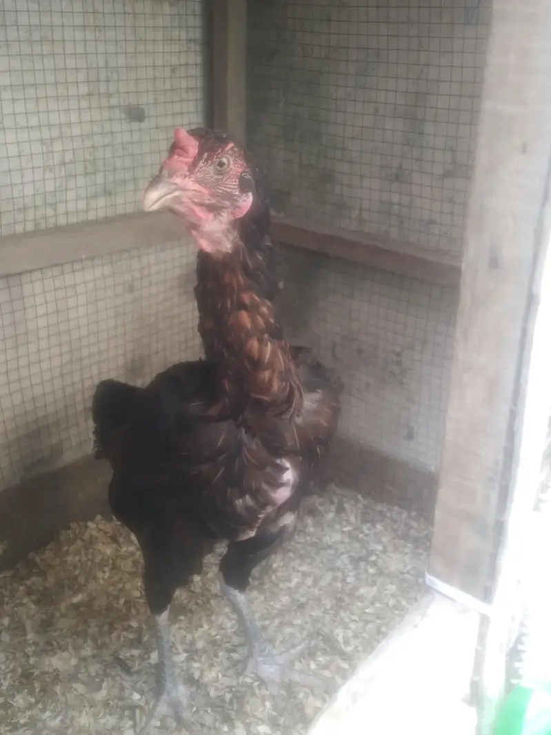 aseel thai pure vait hen 100% all ok hy eggs fertile ki warenty — photo 5