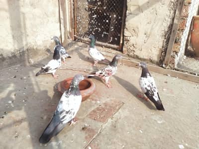 high flyer pigeon urgent for sale