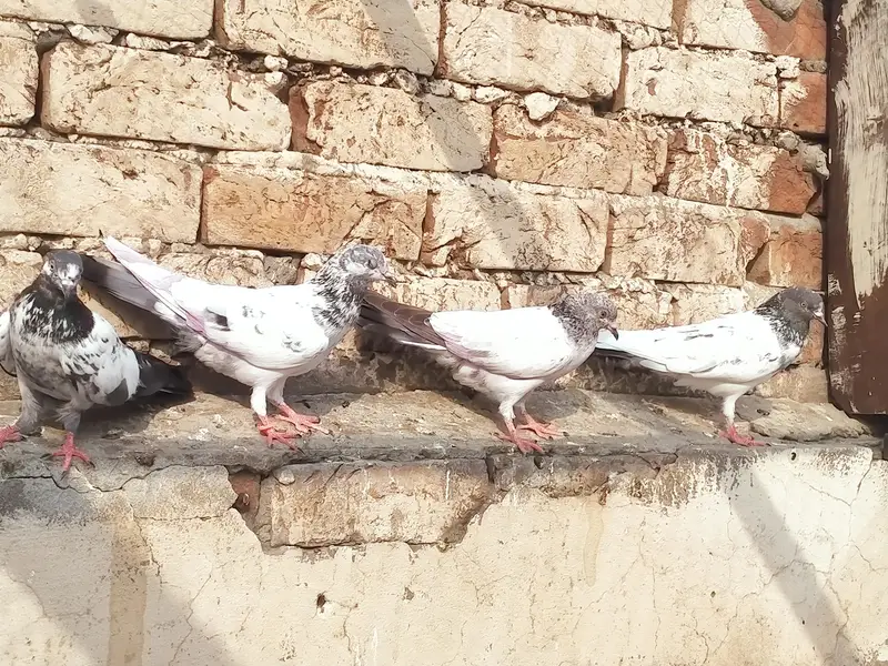 high flyer pigeon urgent for sale — photo 2