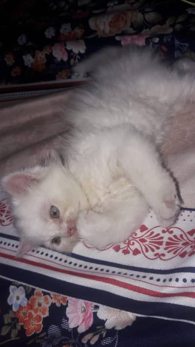 Persian Cat  kittens Triple Coated  For Sale