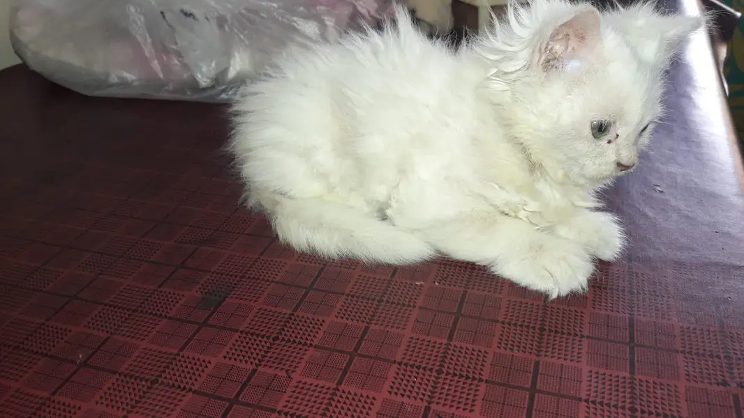 Persian Cat  kittens Triple Coated  For Sale — photo 2