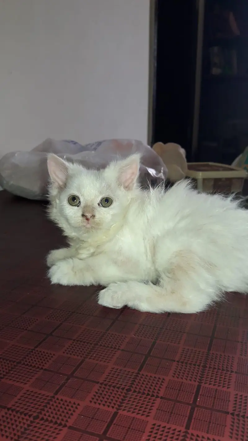 Persian Cat  kittens Triple Coated  For Sale — photo 3
