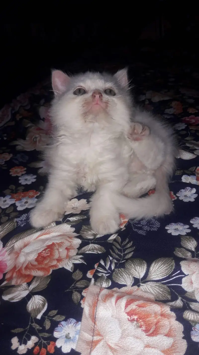 Persian Cat  kittens Triple Coated  For Sale — photo 4