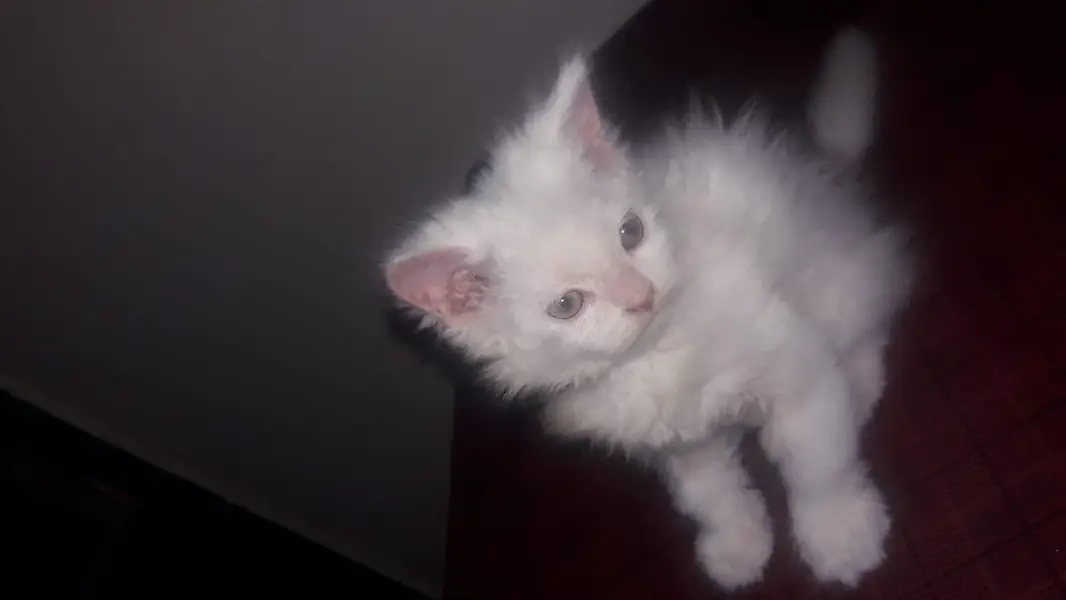Persian Cat  kittens Triple Coated  For Sale — photo 5