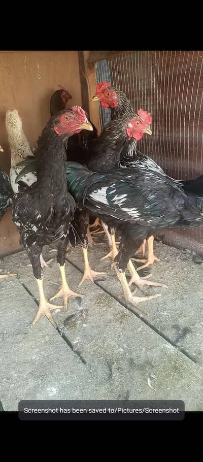 Pure Desi Chicks
