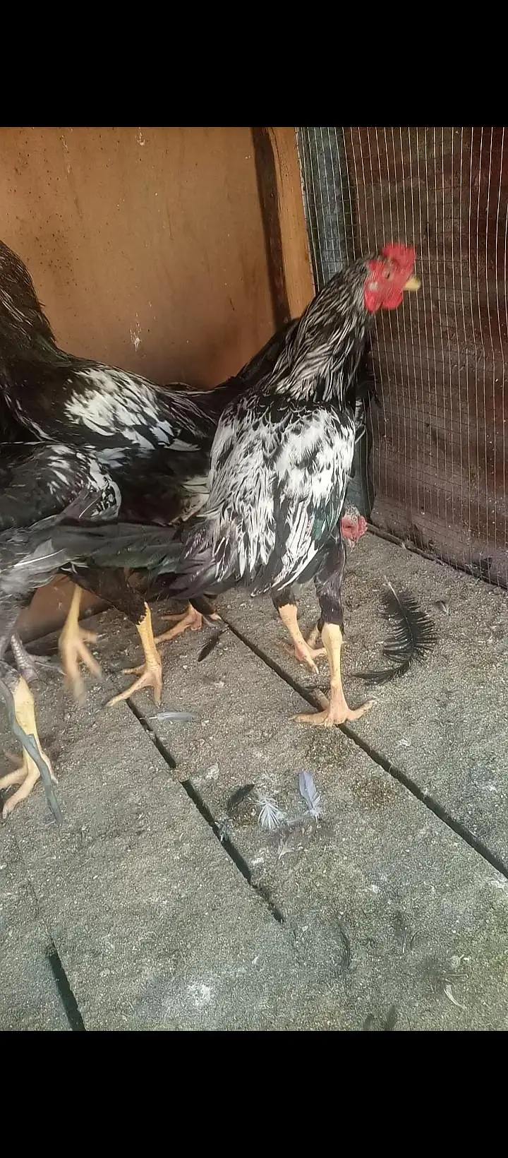 Pure Desi Chicks — photo 5